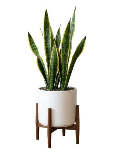 Snake Plant In Pot