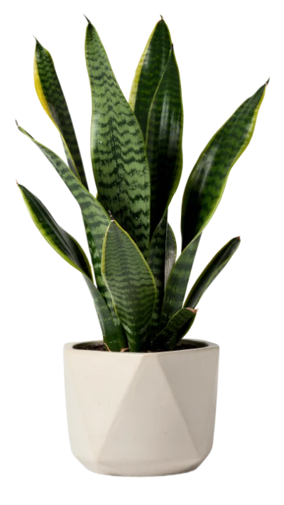 Snake Plant In Pot