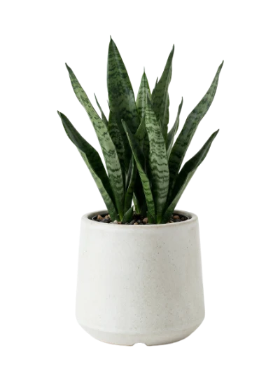 Snake Plant In Pot