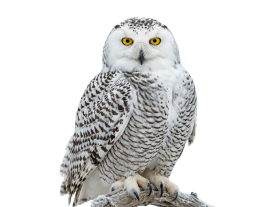 Snowy Owl Portrait