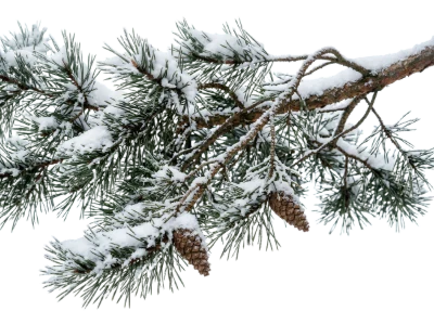 Snowy Pine Tree Branch