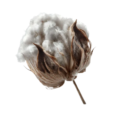 Soft Cotton Boll