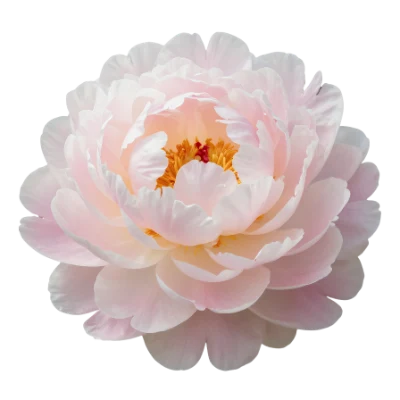 Soft Pink Peony Flower