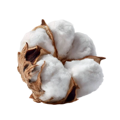 Soft White Cotton Boll
