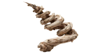 Spiral Driftwood Branch