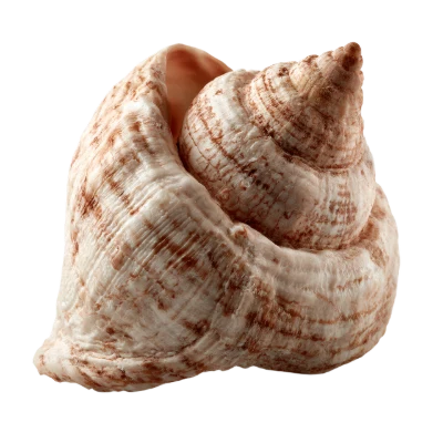 Spiral Sea Shell