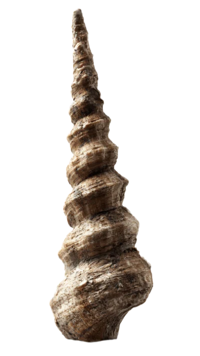 Spiral Sea Shell
