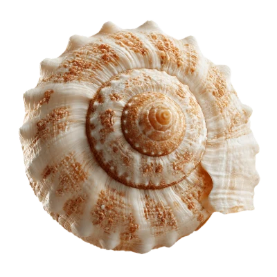 Spiral Sea Shell