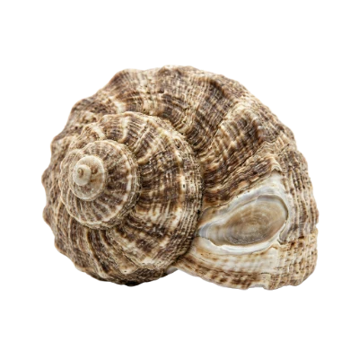 Spiral Sea Shell