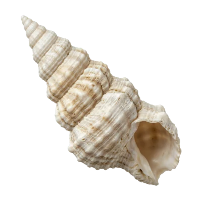 Spiral Sea Shell