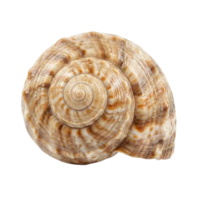 Spiral Sea Shell