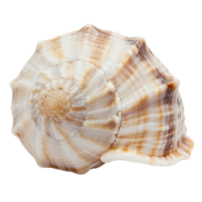 Spiral Sea Shell