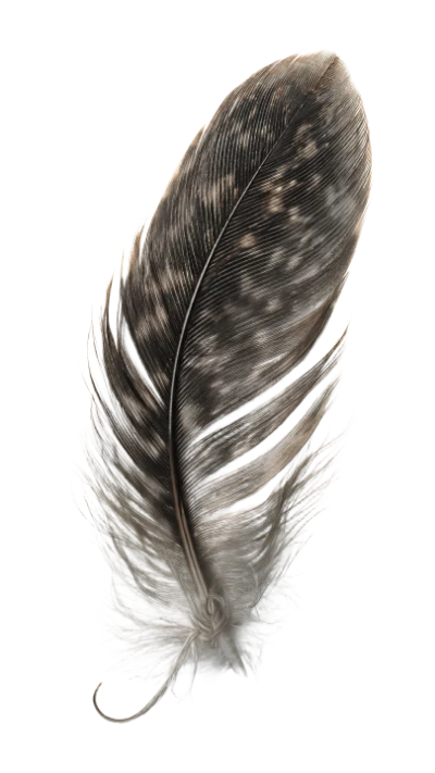 Spotted Bird Feather