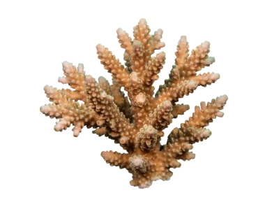 Staghorn Coral Branch