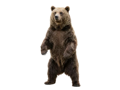 Standing Brown Bear