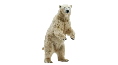 Standing Polar Bear
