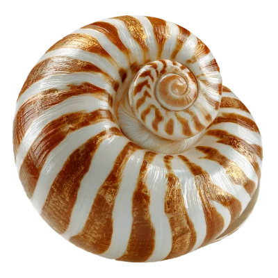 Striped Nautilus Sea Shell