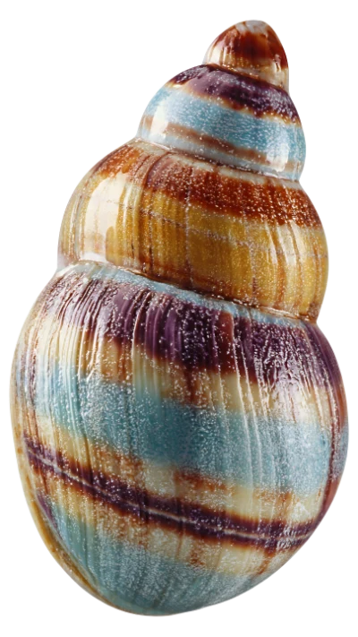 Striped Sea Shell