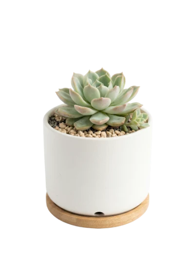 Succulent In Ceramic Pot