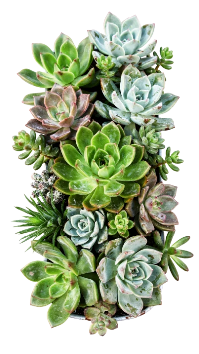 Succulent Plant Arrangement