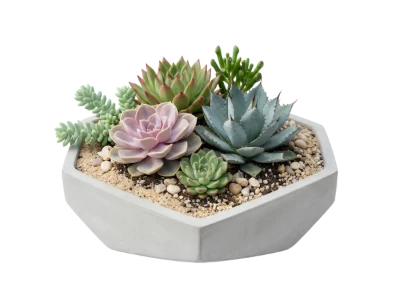Succulent Plant Arrangement
