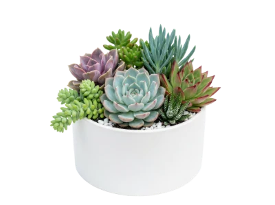 Succulent Plant Arrangement