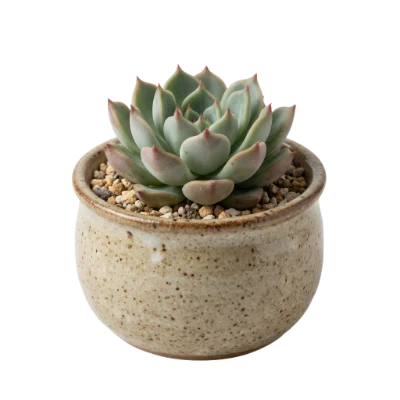 Succulent Plant In Pot