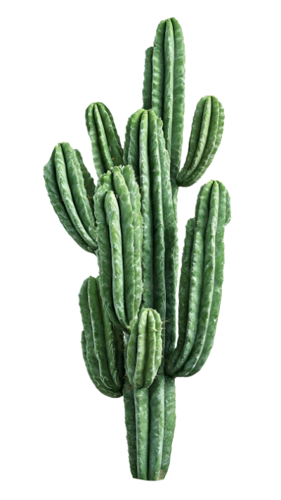 Tall Green Cactus