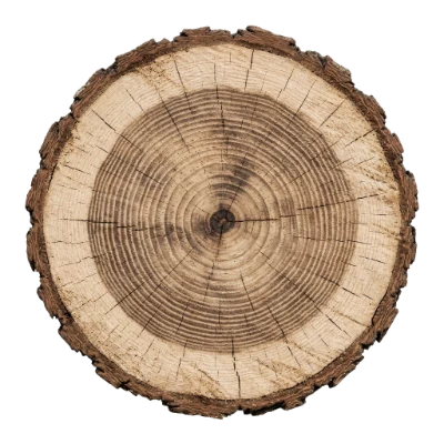Tree Trunk Cross Section