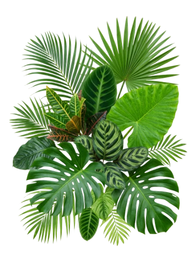 Tropical Green Leaf Arrangement