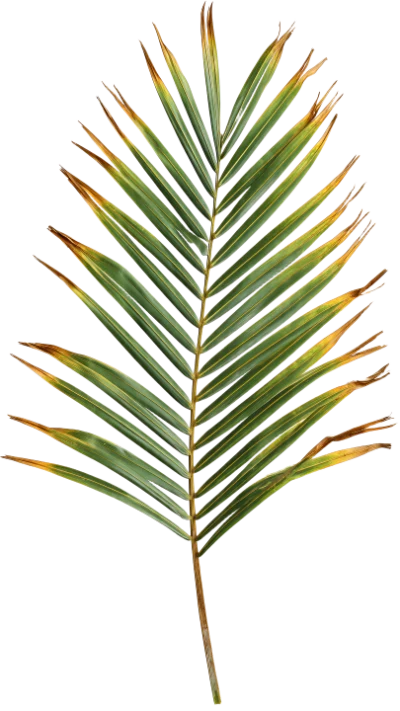 Tropical Palm Leaf