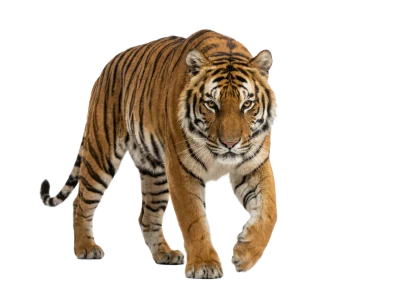 Walking Bengal Tiger