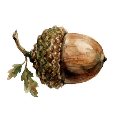 Watercolor Acorn Illustration