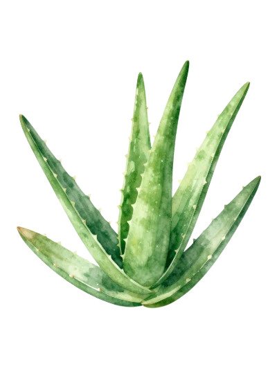 Watercolor Aloe Vera Plant