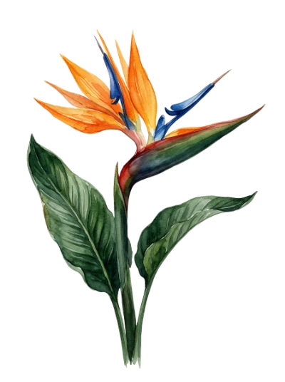 Watercolor Bird Of Paradise