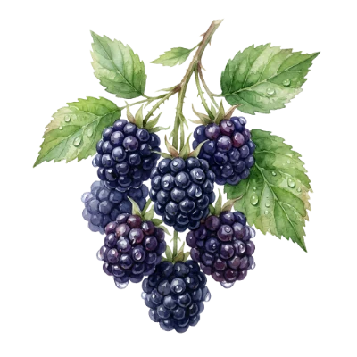 Watercolor Blackberry Fruit Illustration