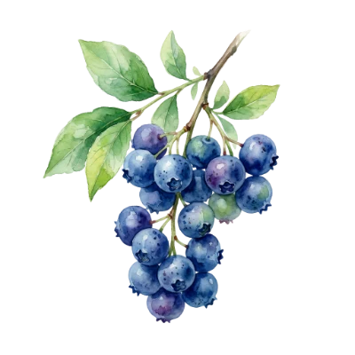 Watercolor Blueberry Branch