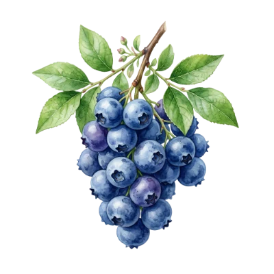Watercolor Blueberry Fruit Branch