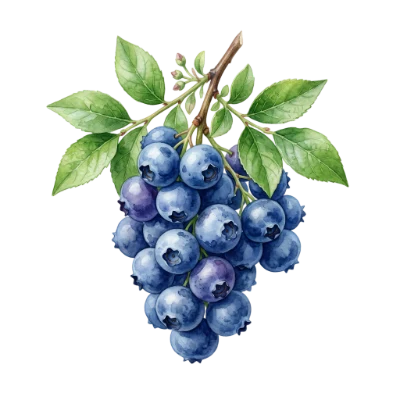 Watercolor Blueberry Fruit Cluster