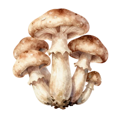 Watercolor Brown Mushrooms
