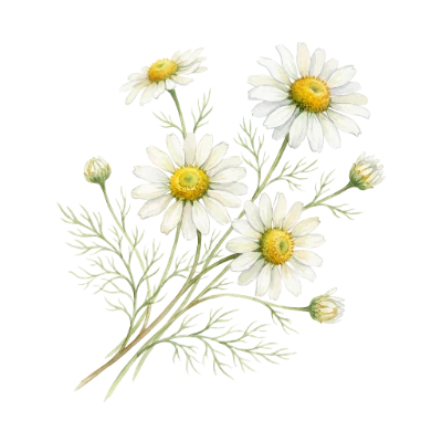 Watercolor Chamomile Flower Bouquet
