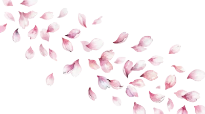 Watercolor Cherry Blossom Petals