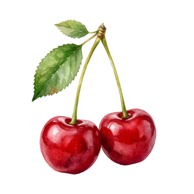 Watercolor Cherry Fruit Illustration