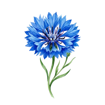 Watercolor Cornflower Blue Flower