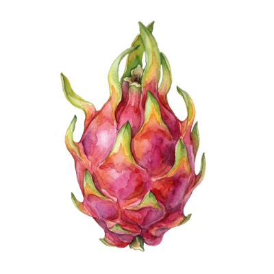 Watercolor Dragon Fruit