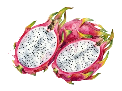 Watercolor Dragon Fruit Illustration