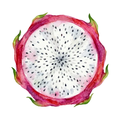 Watercolor Dragon Fruit Slice