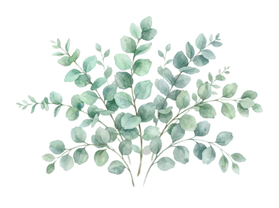 Watercolor Eucalyptus Leaves Branch