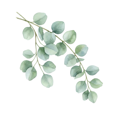 Watercolor Eucalyptus Leaves Branch
