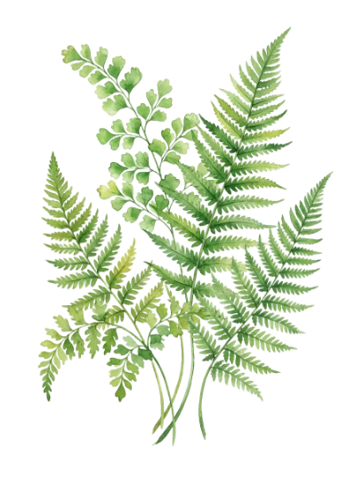 Watercolor Fern Leaves Illustration